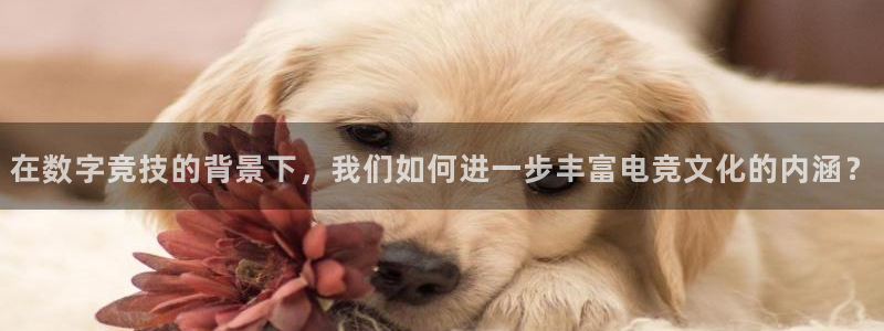 ob电竞官网入口：在数字竞技的背景下，我们如何进一步丰富电竞文化的内涵？